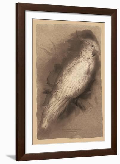 The Antique Parrot I-Maria Mendez-Framed Giclee Print