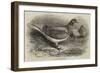 The Antwerp Carrier Pigeon-Thomas W. Wood-Framed Giclee Print