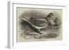 The Antwerp Carrier Pigeon-Thomas W. Wood-Framed Giclee Print