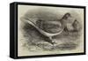 The Antwerp Carrier Pigeon-Thomas W. Wood-Framed Stretched Canvas