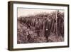 The 'Anzac' Review on Salisbury Plain: an Australian Mascot-English Photographer-Framed Giclee Print