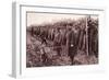 The 'Anzac' Review on Salisbury Plain: an Australian Mascot-English Photographer-Framed Giclee Print