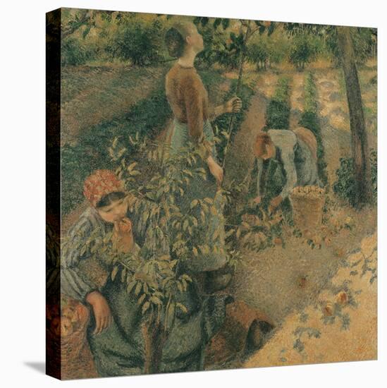The Apple Pickers, 1886-Camille Pissarro-Stretched Canvas