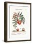 The Apple-Service, 1749-73-George Edwards-Framed Giclee Print