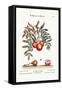 The Apple-Service, 1749-73-George Edwards-Framed Stretched Canvas