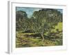 The Apple Tree, 1990-Margaret Hartnett-Framed Giclee Print