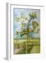 The Apple Tree,2001-Joan Thewsey-Framed Giclee Print