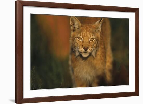 The Approach-Staffan Widstrand-Framed Giclee Print