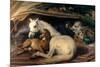 The Arab Tent, 1866-Edwin Henry Landseer-Mounted Premium Giclee Print