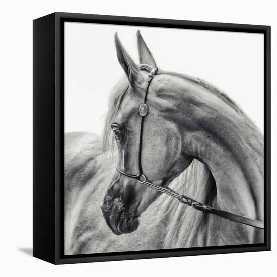 The Arabian Horse-Piet Flour-Framed Stretched Canvas