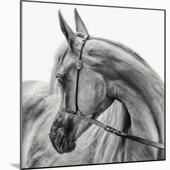 The Arabian Horse-Piet Flour-Mounted Photographic Print
