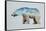 The Arctic Polar Bear-Davies Babies-Framed Stretched Canvas