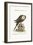 The Arctick Bird, Supposed to Be the Cock, 1749-73-George Edwards-Framed Giclee Print