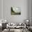 The Argenteuil Basin-Claude Monet-Giclee Print displayed on a wall