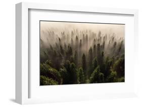 The Army of Firs-Lazar Ioan Ovidiu-Framed Photographic Print