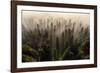 The Army of Firs-Lazar Ioan Ovidiu-Framed Photographic Print