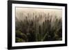 The Army of Firs-Lazar Ioan Ovidiu-Framed Photographic Print