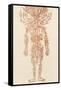 The Arteries of the Human Body-Ebenezer Sibly-Framed Stretched Canvas