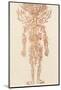 The Arteries of the Human Body-Ebenezer Sibly-Mounted Photographic Print