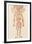 The Arteries of the Human Body-Ebenezer Sibly-Framed Photographic Print