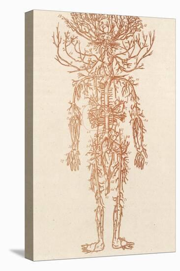 The Arteries of the Human Body-Ebenezer Sibly-Stretched Canvas