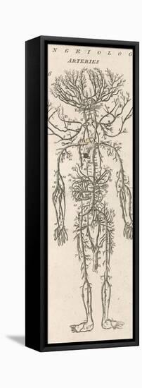 The Arteries of the Human Body-null-Framed Stretched Canvas