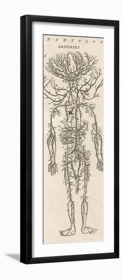 The Arteries of the Human Body-null-Framed Photographic Print