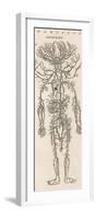 The Arteries of the Human Body-null-Framed Photographic Print