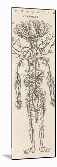The Arteries of the Human Body-null-Mounted Photographic Print