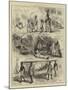 The Ashantee War-null-Mounted Giclee Print