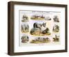 The Ass, C1850-Benjamin Waterhouse Hawkins-Framed Giclee Print