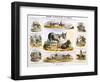 The Ass, C1850-Benjamin Waterhouse Hawkins-Framed Giclee Print