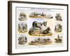 The Ass, C1850-Benjamin Waterhouse Hawkins-Framed Giclee Print