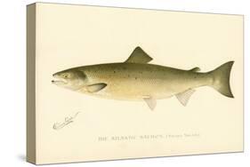 The Atlantic Salmon-null-Stretched Canvas