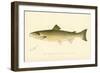 The Atlantic Salmon-null-Framed Giclee Print