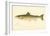 The Atlantic Salmon-null-Framed Giclee Print