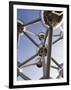 The Atomium, Brussels, Belgium-Gavin Hellier-Framed Photographic Print