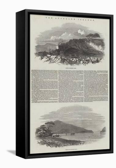 The Auckland Islands-null-Framed Stretched Canvas