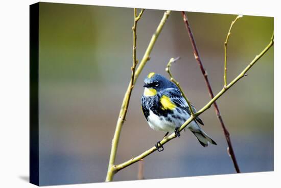 The Audubon's Warbler Is a Small New World Warbler-Richard Wright-Stretched Canvas