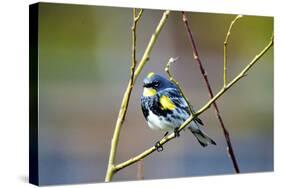 The Audubon's Warbler Is a Small New World Warbler-Richard Wright-Stretched Canvas