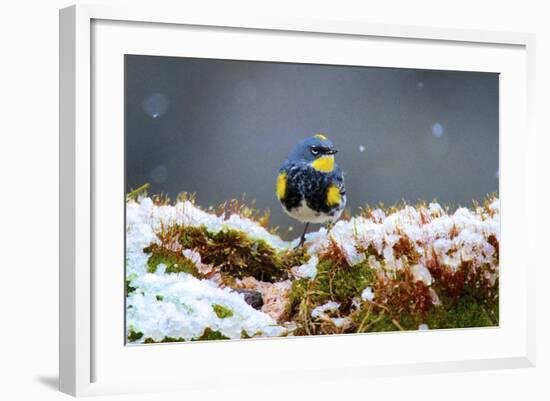 The Audubon's Warbler Is a Small New World Warbler-Richard Wright-Framed Photographic Print