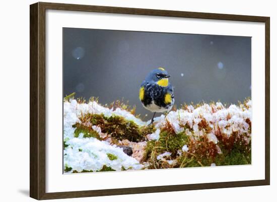 The Audubon's Warbler Is a Small New World Warbler-Richard Wright-Framed Photographic Print