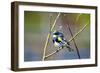 The Audubon's Warbler Is a Small New World Warbler-Richard Wright-Framed Photographic Print