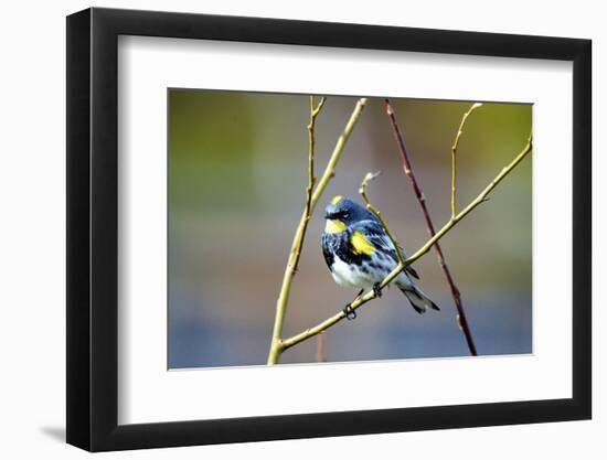 The Audubon's Warbler Is a Small New World Warbler-Richard Wright-Framed Photographic Print