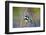 The Audubon's Warbler Is a Small New World Warbler-Richard Wright-Framed Photographic Print