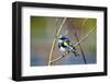 The Audubon's Warbler Is a Small New World Warbler-Richard Wright-Framed Photographic Print