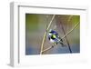 The Audubon's Warbler Is a Small New World Warbler-Richard Wright-Framed Photographic Print