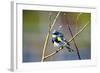 The Audubon's Warbler Is a Small New World Warbler-Richard Wright-Framed Photographic Print