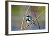 The Audubon's Warbler Is a Small New World Warbler-Richard Wright-Framed Photographic Print