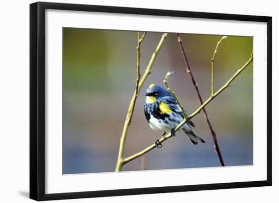 The Audubon's Warbler Is a Small New World Warbler-Richard Wright-Framed Photographic Print